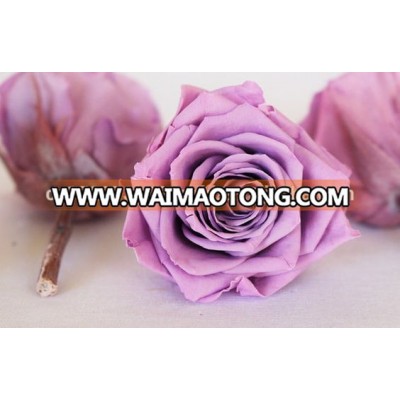 9-10cm premium giant natural purple preserved roses in glass